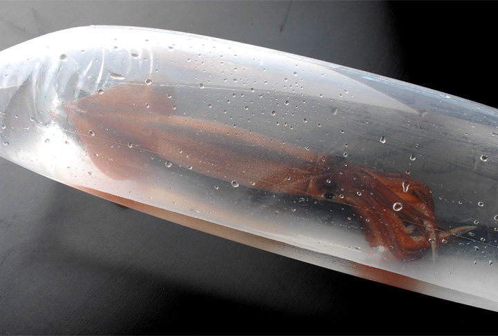 北海道函館から産地直送 活イカ 朝イカ いけすイカ の通販 お取り寄せなら 北海道 旬の幸