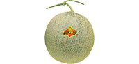 melon_02