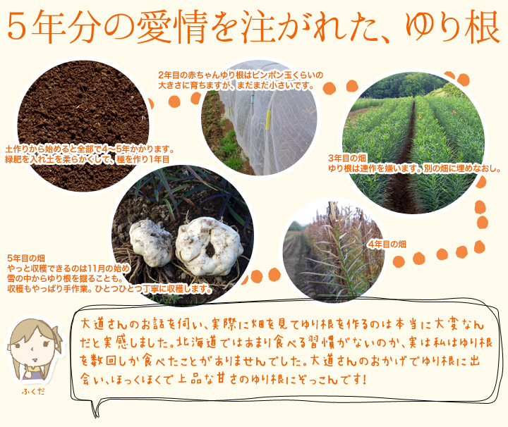 北海道ニセコ産 白銀ゆり根の通販 お取り寄せなら 北海道 旬の幸