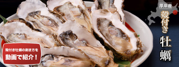 北海道厚岸産殻付き牡蠣