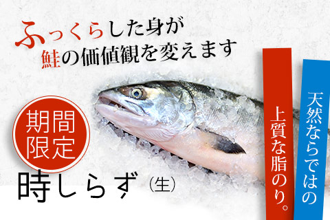 北海道産活〆時しらず（時鮭）