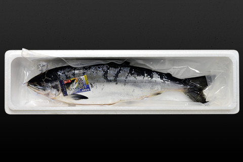 幻の鮭 鮭児の通販・お取り寄せなら|北海道 旬の幸