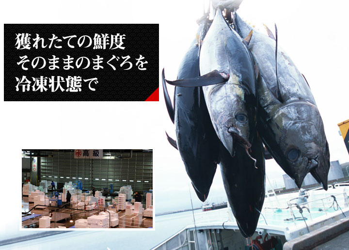 マグロ50? 天然本まぐろの通販・お取り寄せなら|北海道 旬の幸